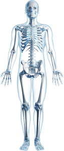 skeleton