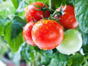 tomato pics